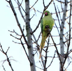 Conures Vertes 18 * 2507 x 2468 * (2.15MB)